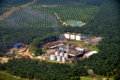 palm oil